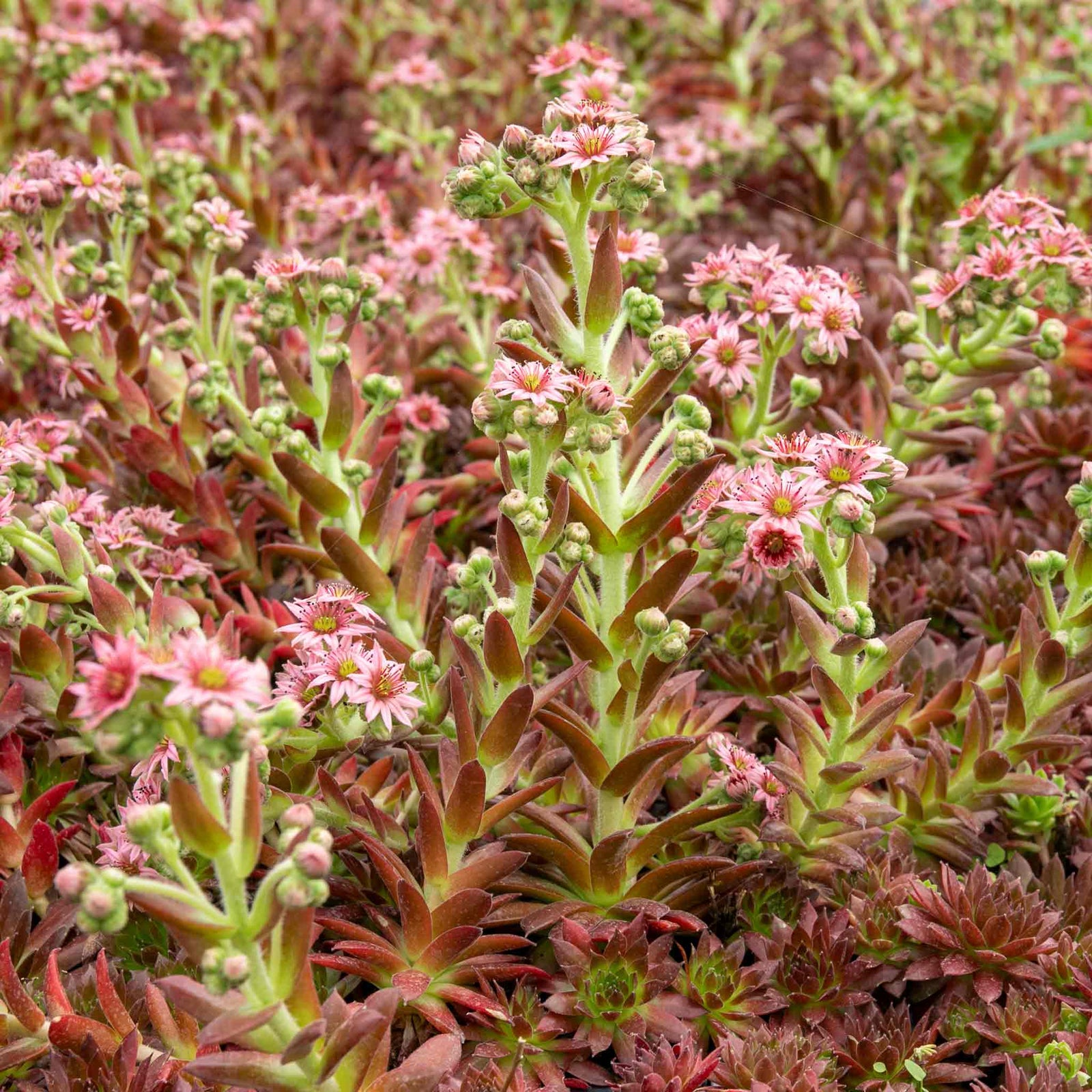 Sempervivum 'coral Red' - Hardy, Drought-tolerant For Pots & Rock Gardens | 3 x 9cm | Multi