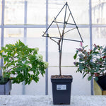 Patio Fan-trained Cherry Tree 'van' | 1 x 5L
