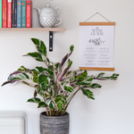 Prayer Plant - 2 Pcs. - Calathea Lietzei 'white Fusion' - Height 30-40cm - ⌀14cm | Set of 2 | Green