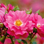 Flower Carpet Pink Supreme Groundcover Rose | 1 x Bare Root | Pink