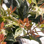 Osmanthus Heterophyllus 'goshiki' Variegated Evergreen Shrub | 1 x 3L | Multi
