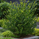 Japanese Holly - 12 Pcs. - Ilex Crenata 'jenny' - Height 10-20cm - ⌀9cm | Green