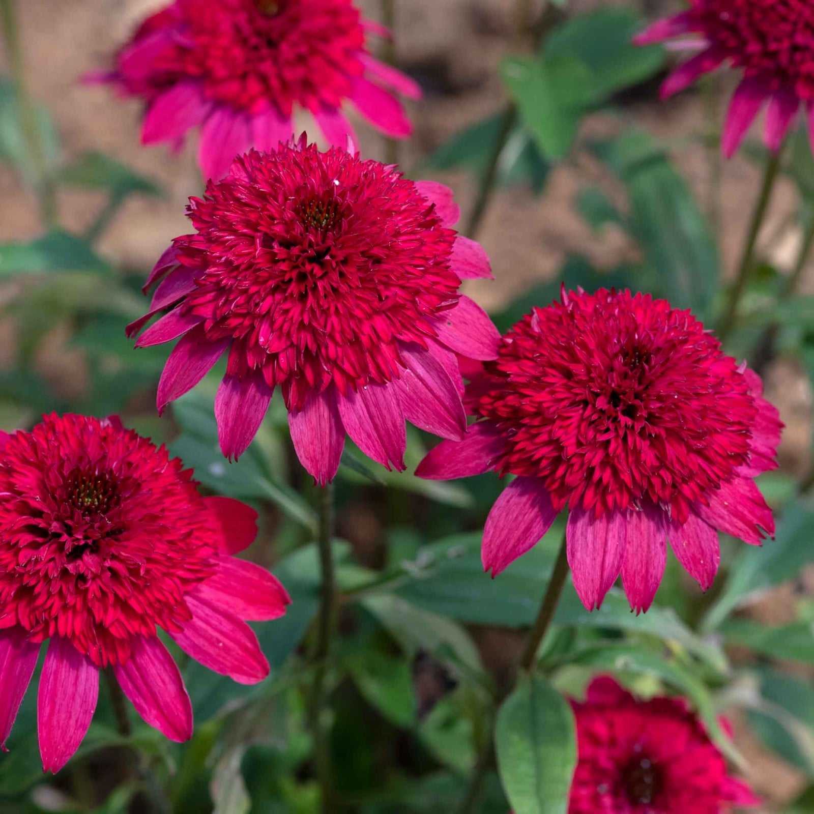 Echinacea 'sunny Days Ruby' - Compact Ruby-red Perennial | Set-of-1 | Ruby Red