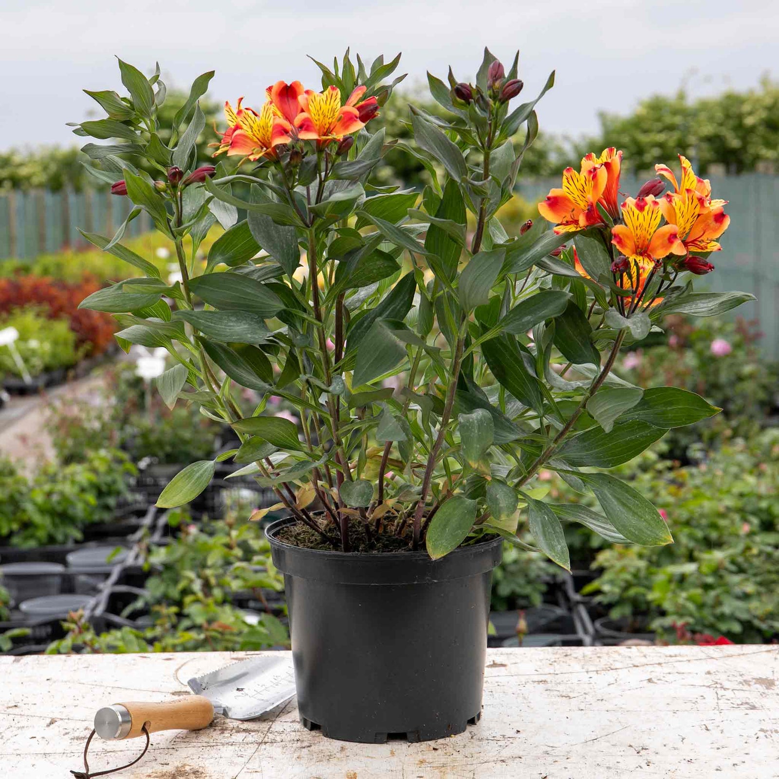 Alstroemeria 'indian Summer' 75cm, Hardy Long-flowering Perennial | 1 x 2L | Orange & Yellow