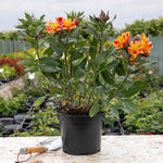Alstroemeria 'indian Summer' 75cm, Hardy Long-flowering Perennial | 1 x 5L | Orange & Yellow