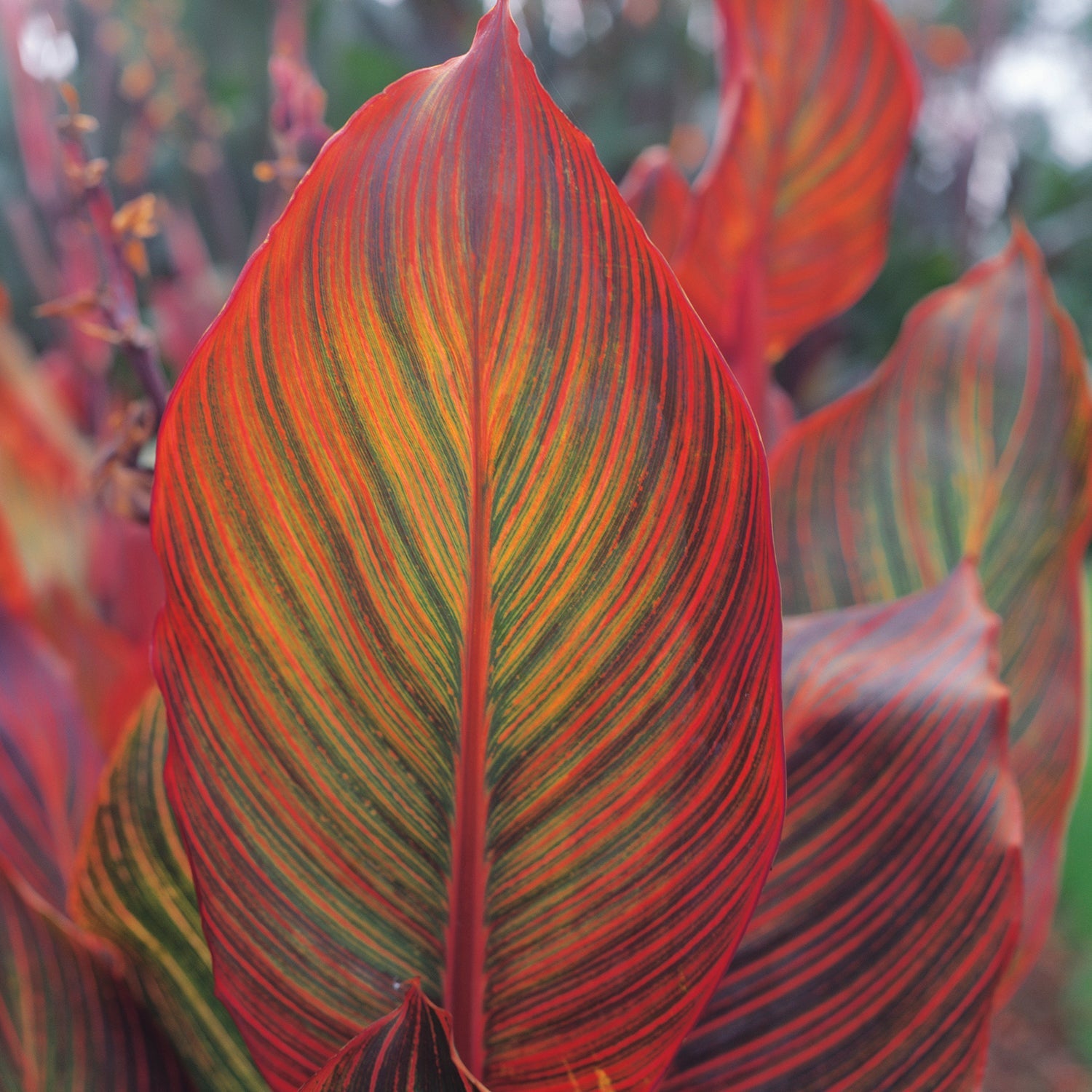 Canna Lily 'lily Tropicana' Plants | 1 x 2L | Purple & Green