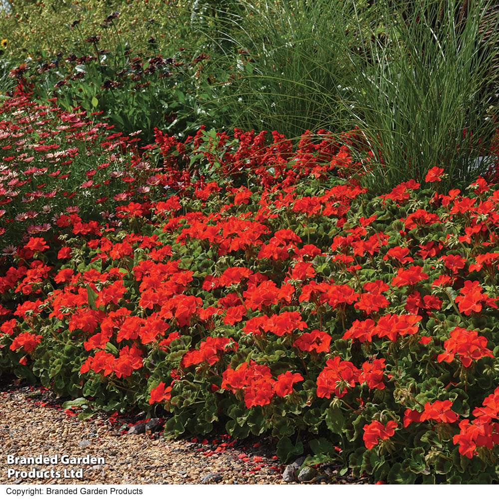 Geranium Best Red Garden Ready Plants | 12 x Garden Ready Plants