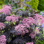 Sambucus 'cherry Lace' Compact Maroon-foliaged Shrub | 1 x 9cm | Pink