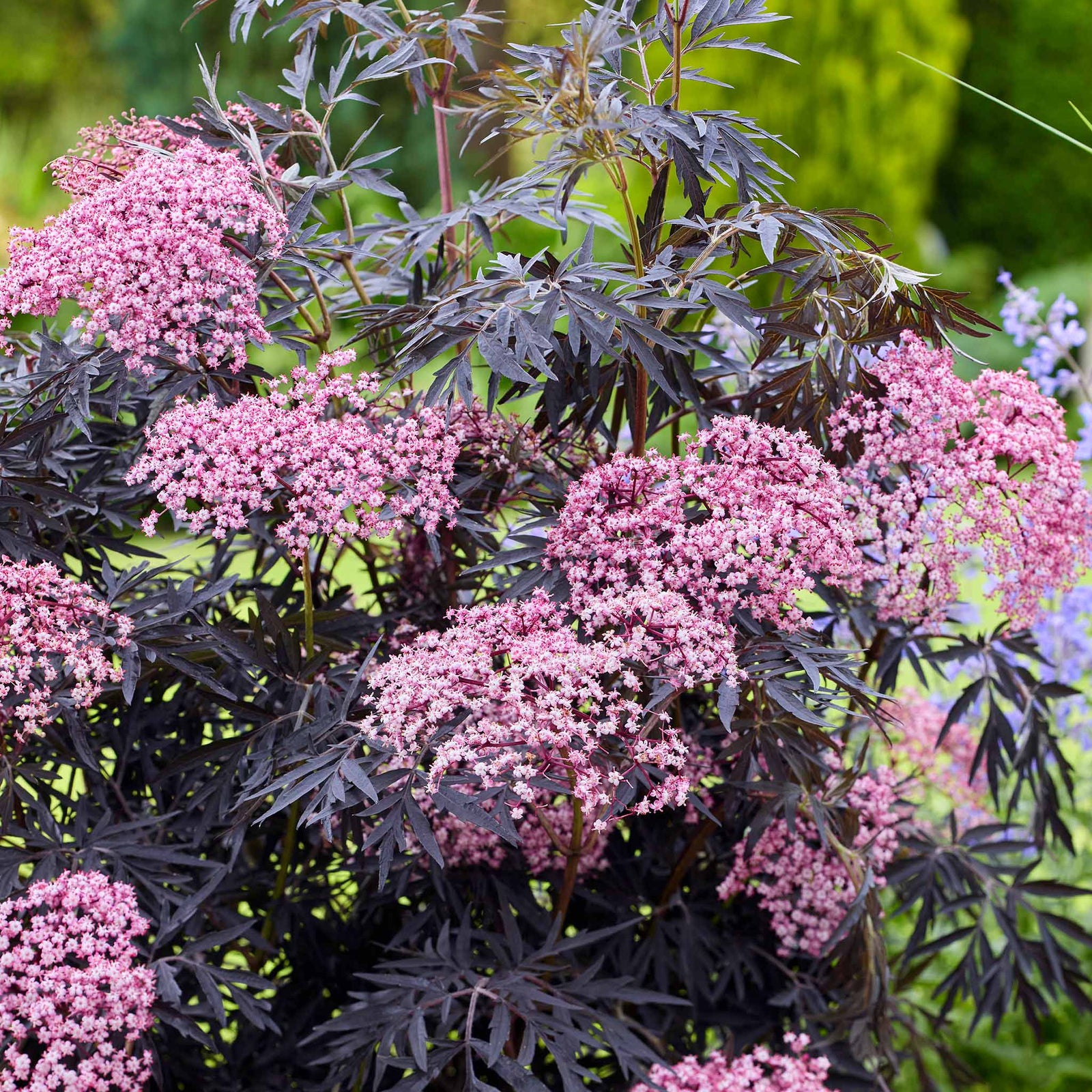 Sambucus 'cherry Lace' Compact Maroon-foliaged Shrub | 1 x 9cm | Pink