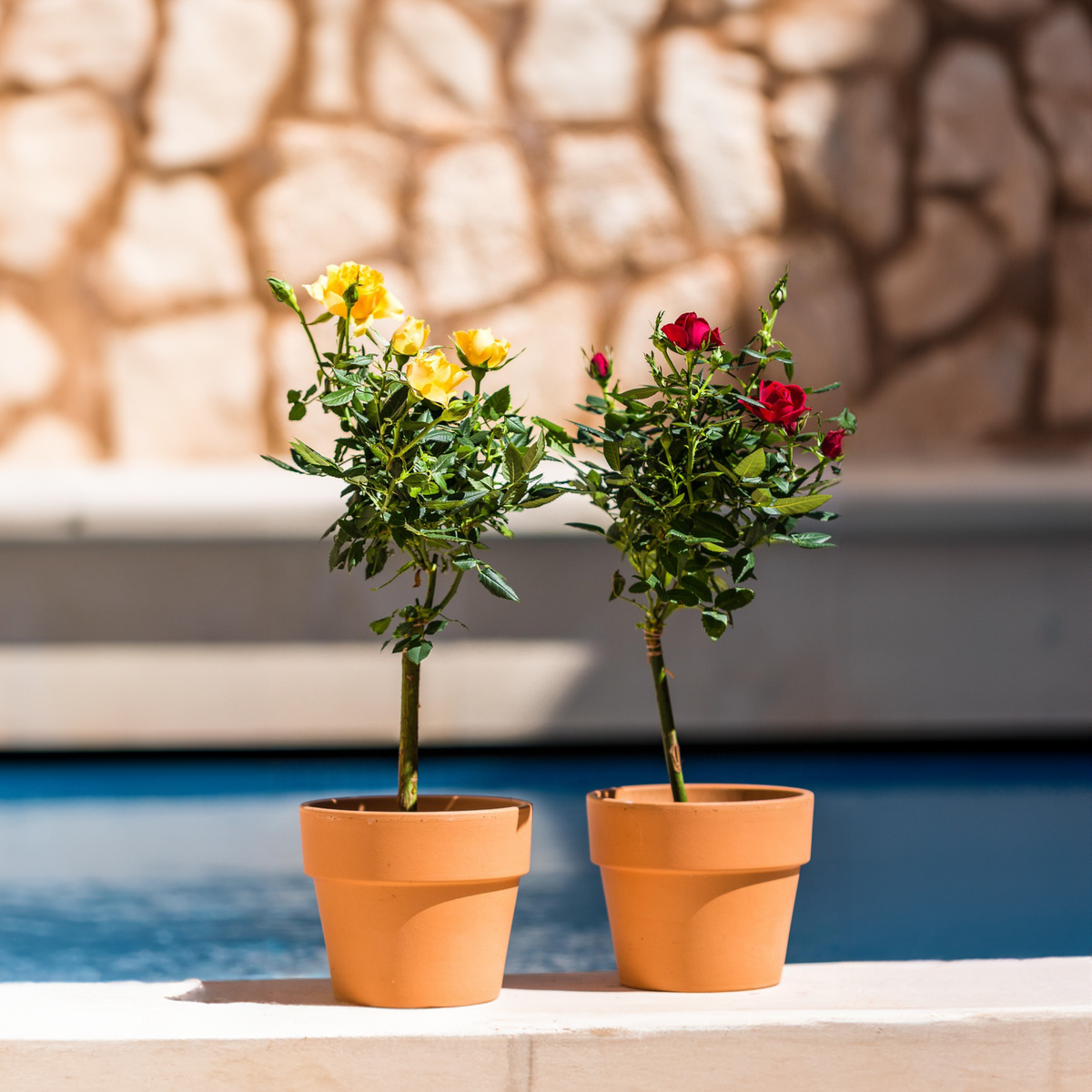 Palace Rose - Height 80-100cm - ⌀19cm | Set of 2 | Red