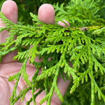 5x Thuja Plicata Gelderland Western Red Cedar Trees 3-4ft Supplied In 2 Litre Pots