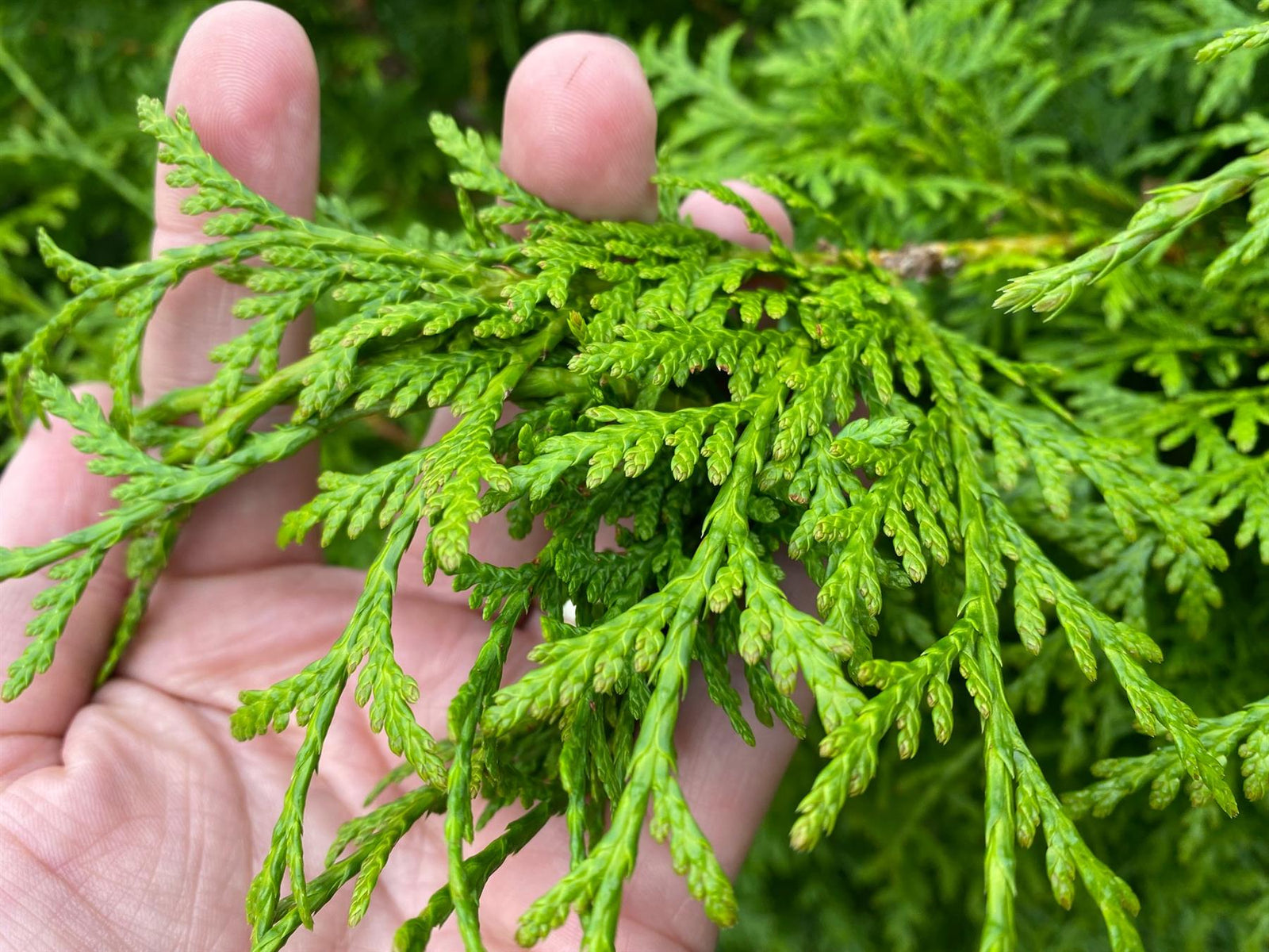 Thuja Plicata Gelderland Western Red Cedar Trees 3-4ft Supplied In 2 Litre Pots