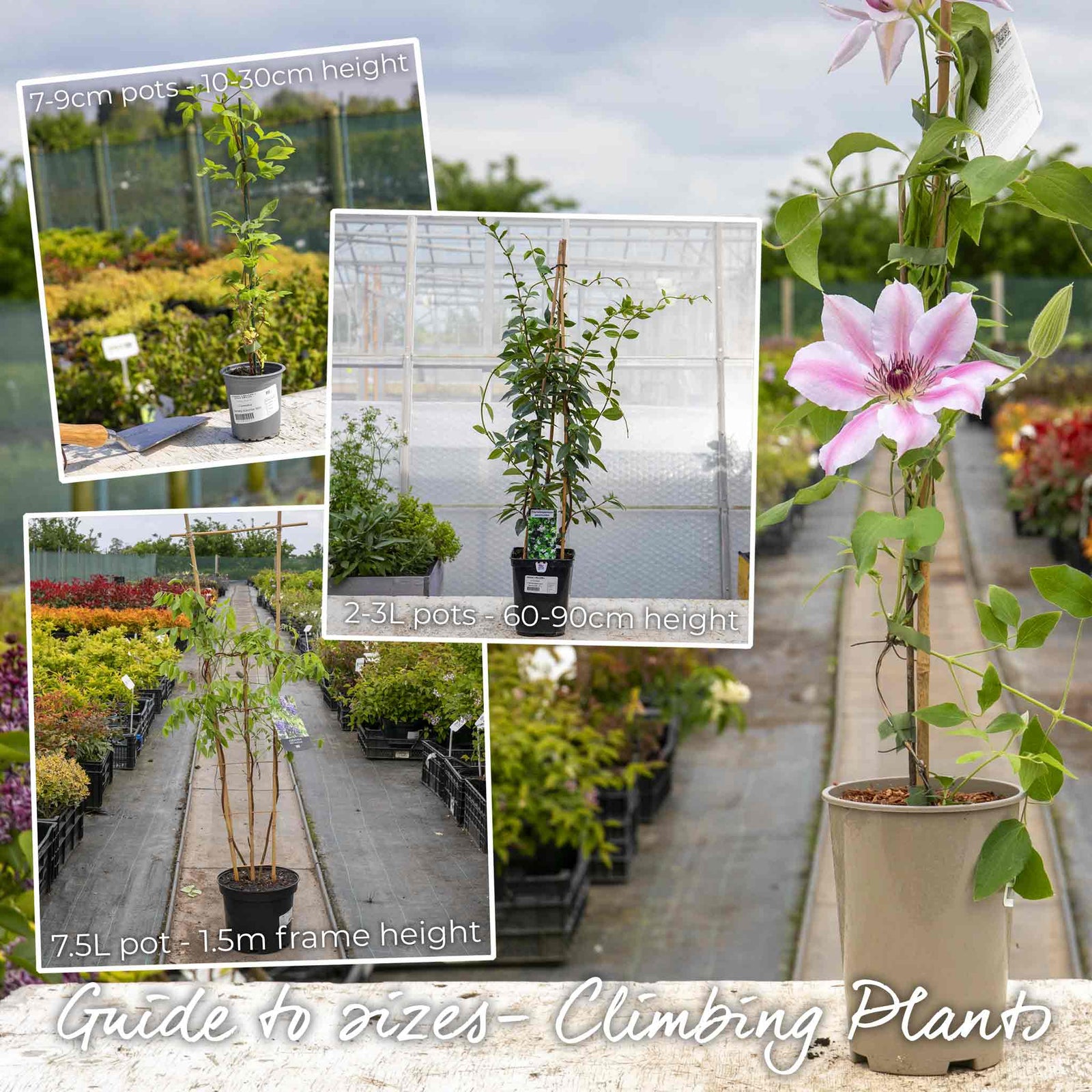 Jasmine 'clotted Cream' Vigorous Fragrant Climber | 1 x 3L | White