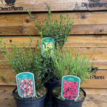Direct Plants 3 Mixed Large Cytisus Flowering Broom Shrubs Garden Plants In 2/3 Litre Pots