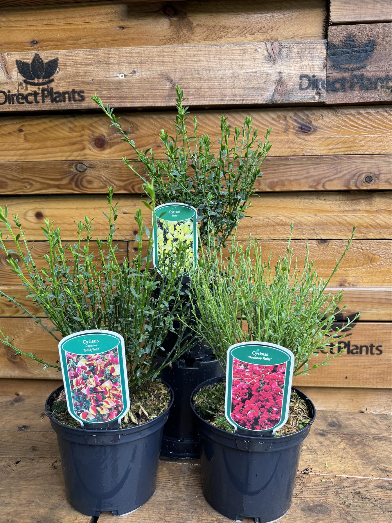 Direct Plants 3 Mixed Large Cytisus Flowering Broom Shrubs Garden Plants In 2/3 Litre Pots