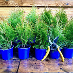 10x Thuja Smaragd Dwarf Ornamental Conifer Plants Trees In Pots