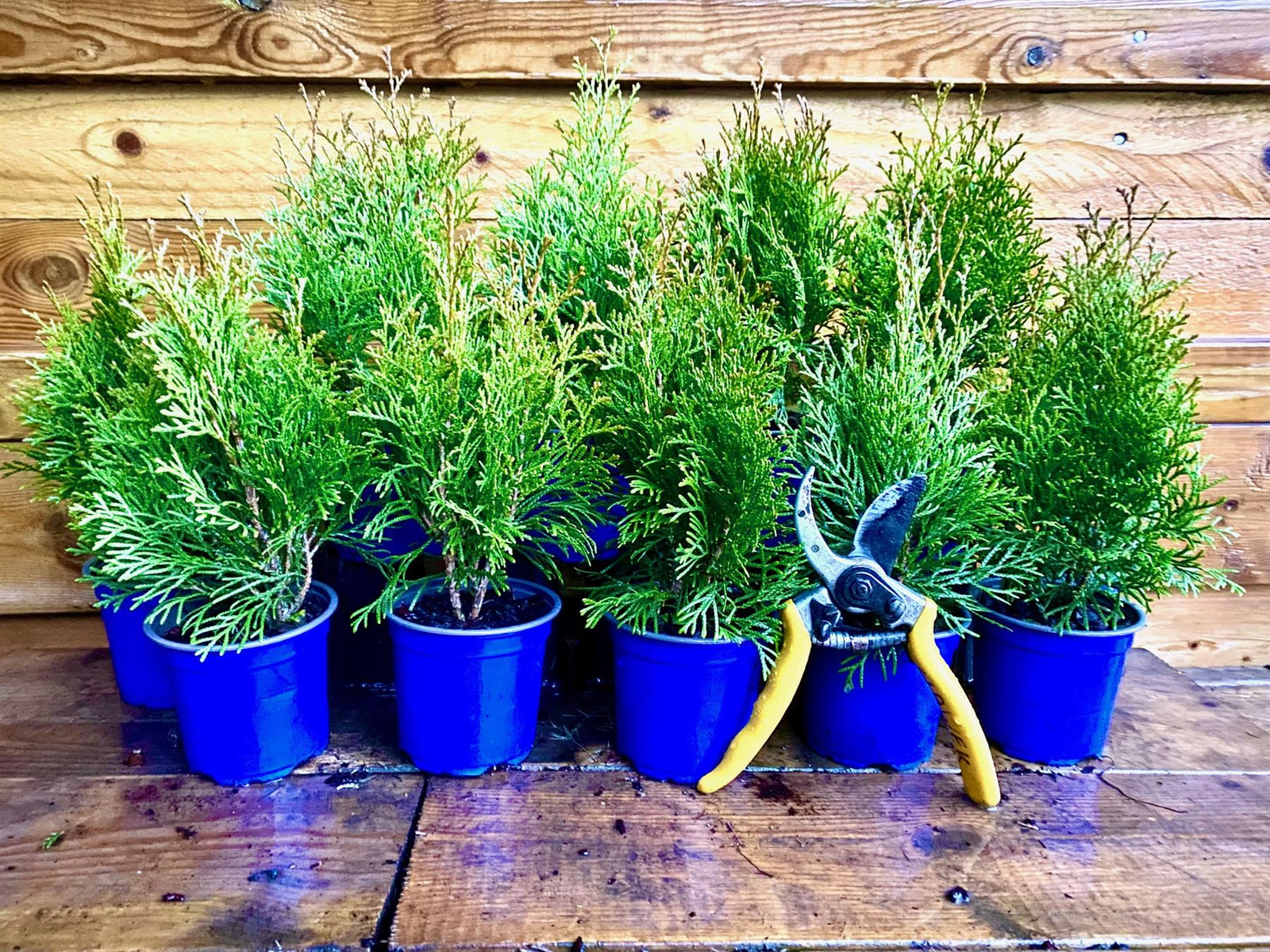 10x Thuja Smaragd Dwarf Ornamental Conifer Plants Trees In Pots