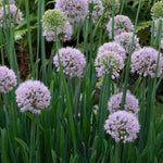 Allium Bubble Bath - Summer Flowering Set Of 3 X 9cm Pots