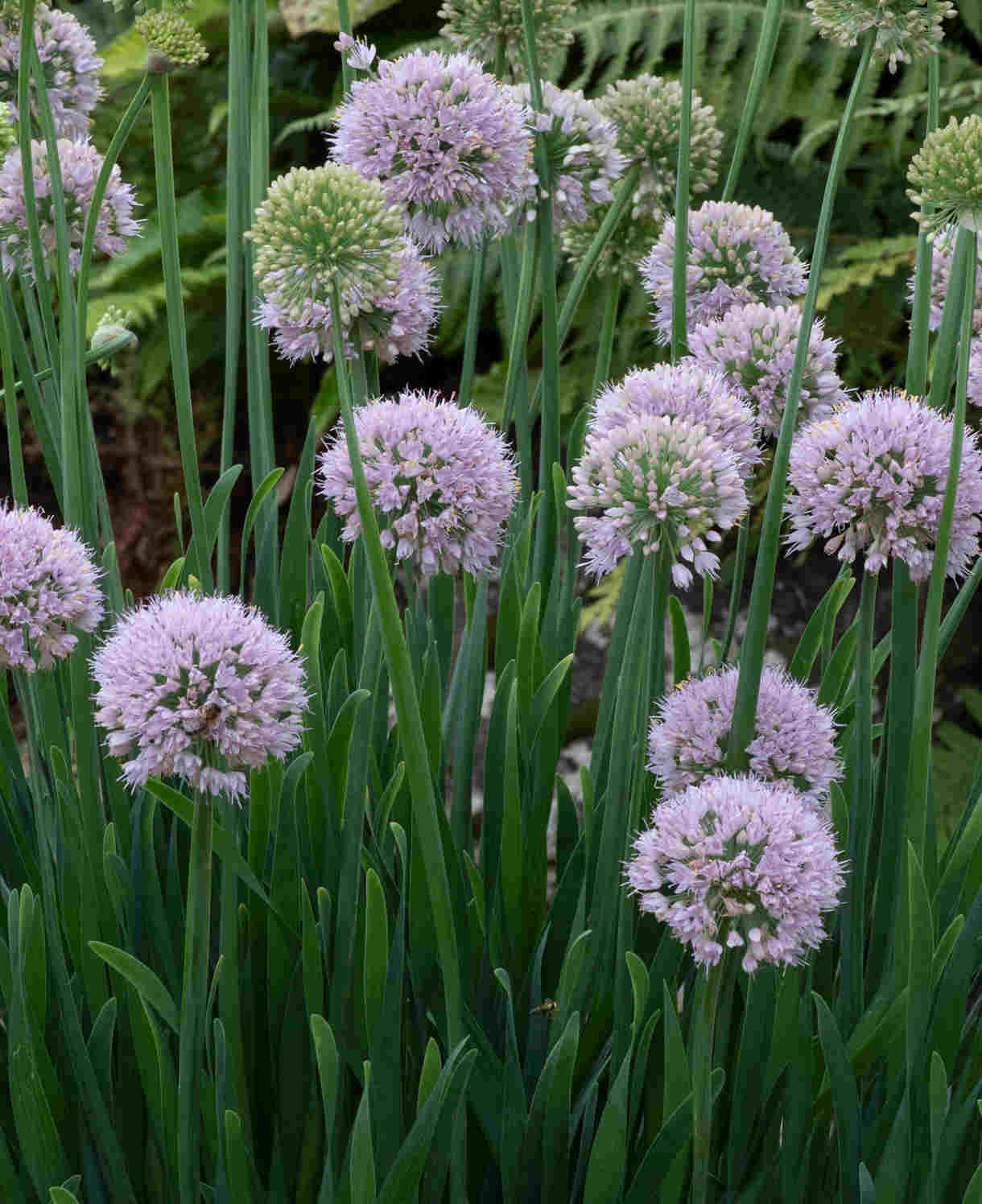 Allium Bubble Bath - Summer Flowering Set Of 3 X 9cm Pots