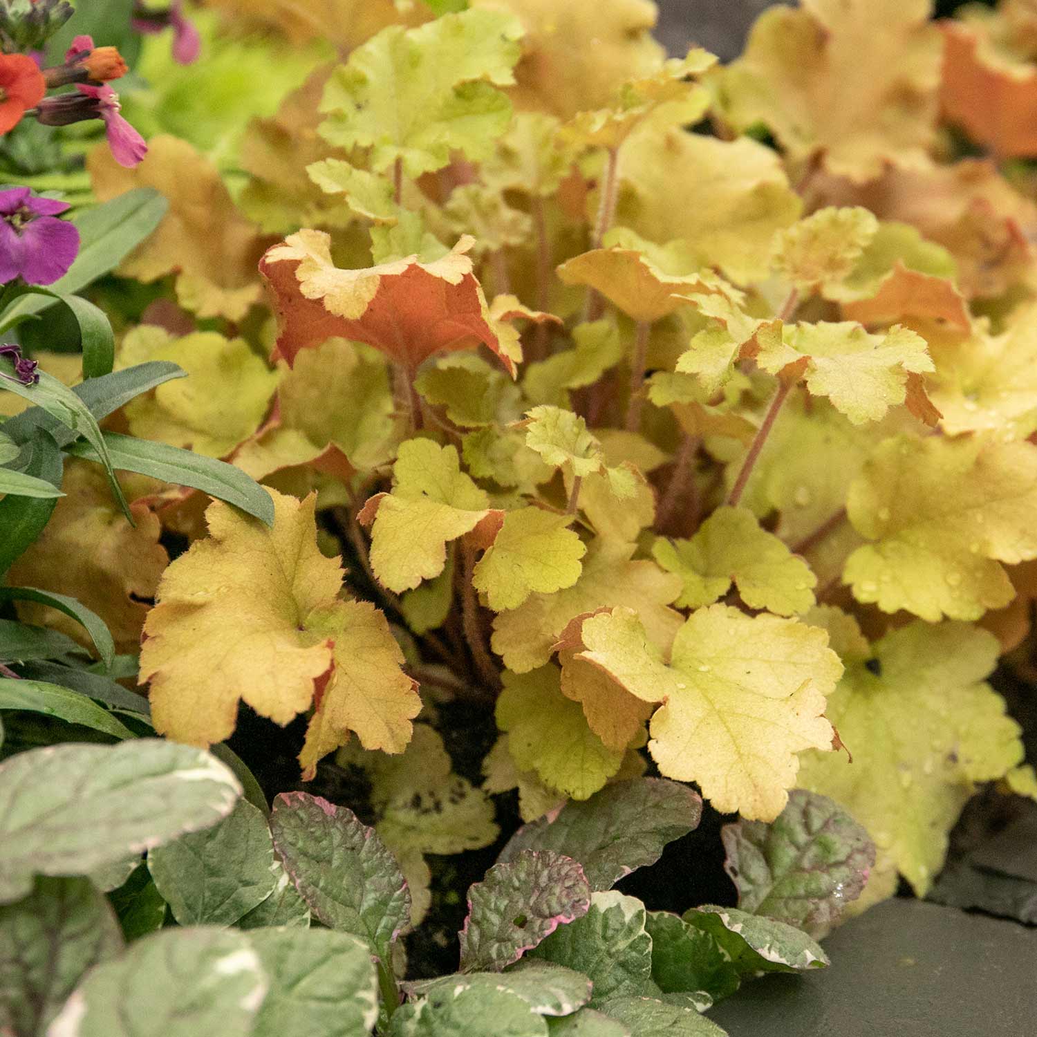 Heuchera 'marmalade', Evergreen Frilled Foliage, 50 Cm | 1 x 9cm | Pink & Brown