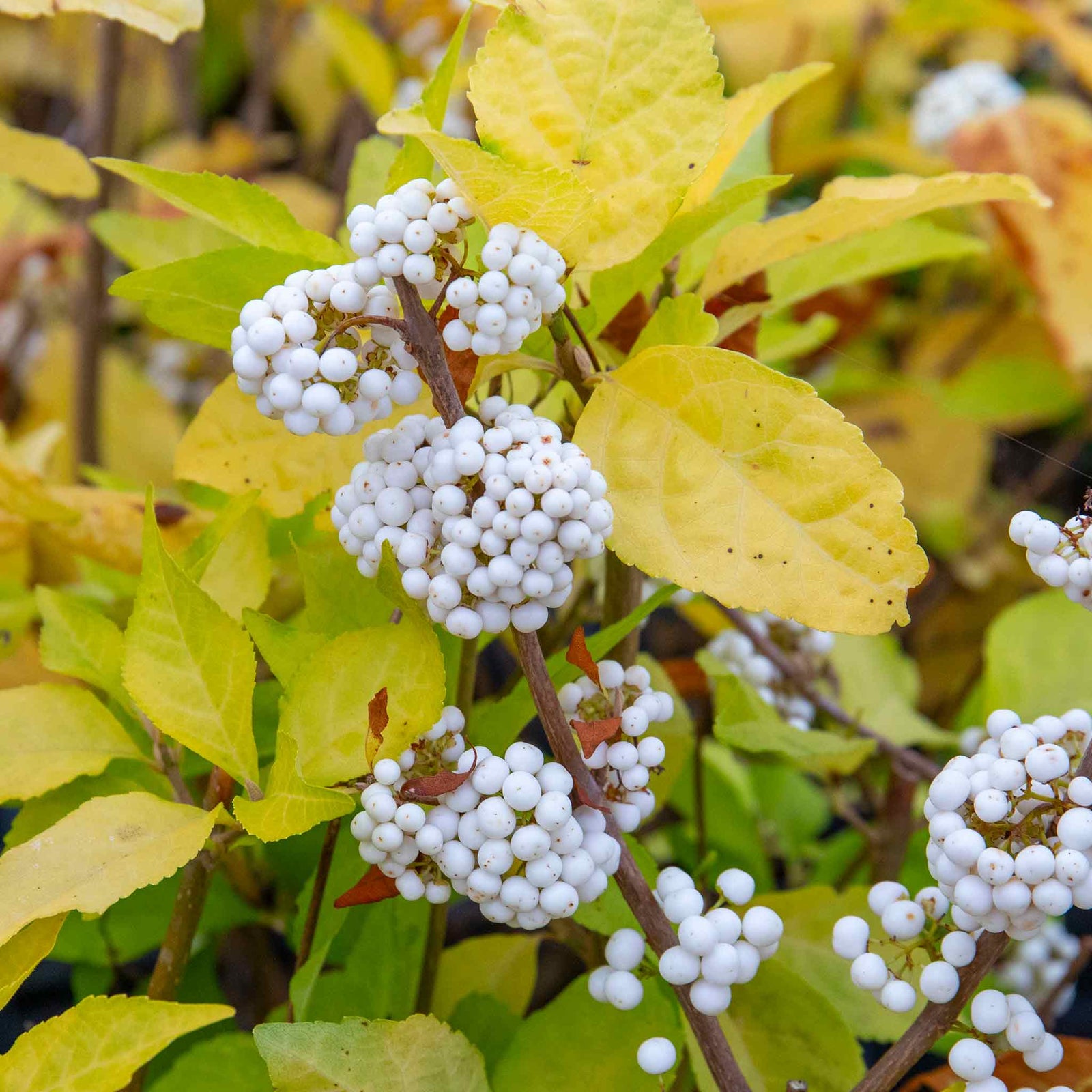 Callicarpa Bodinieri 'snowqueen' Shrub | 1 x 3L | White
