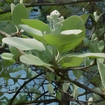 Sorbus Aria Majestica Whitebeam Tree 4-5ft Supplied In A 7.5 Litre Pot