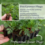 Cosmos 'apollo Mixed' Dwarf Agm Pollinator-friendly | 20 x Pro Grower Plugs | Multi Colour