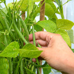 Dwarf French Bean 'faraday' Seeds | 50 Seeds