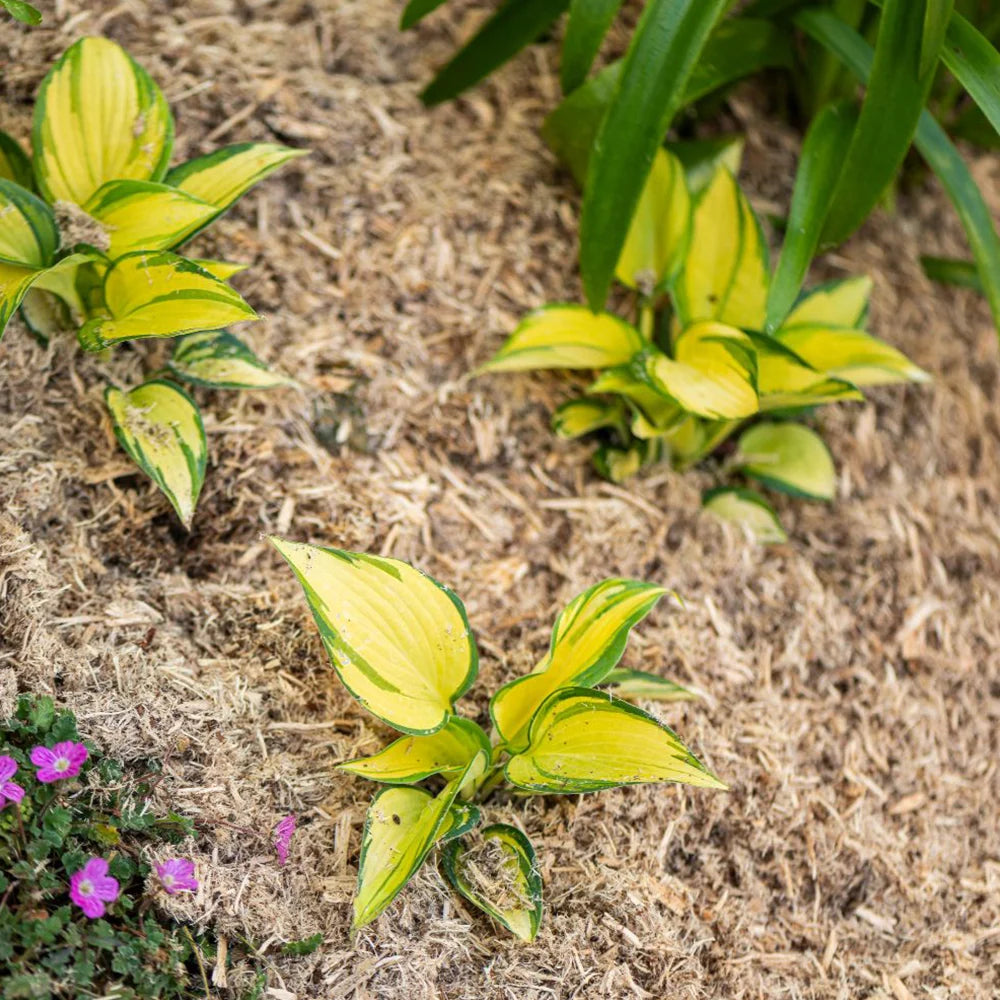 Incredimulch Plus 10 Litre Bag | Set-of-2