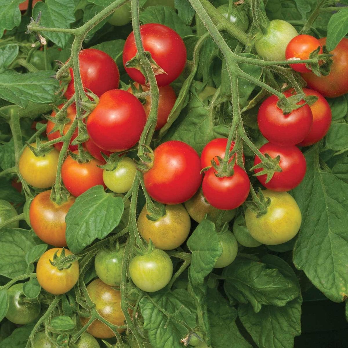Complete Tomato Collection For Greenhouse, Patio And Garden Seeds | Set of 9