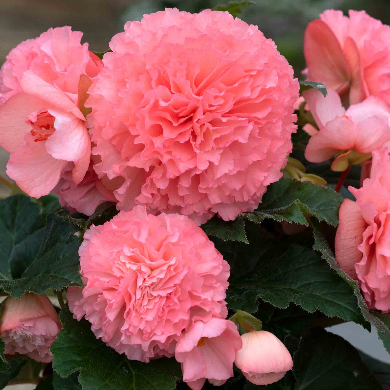 Begonia 'majestic Soft Pink' | 12 x Plug Plants | Light Pink
