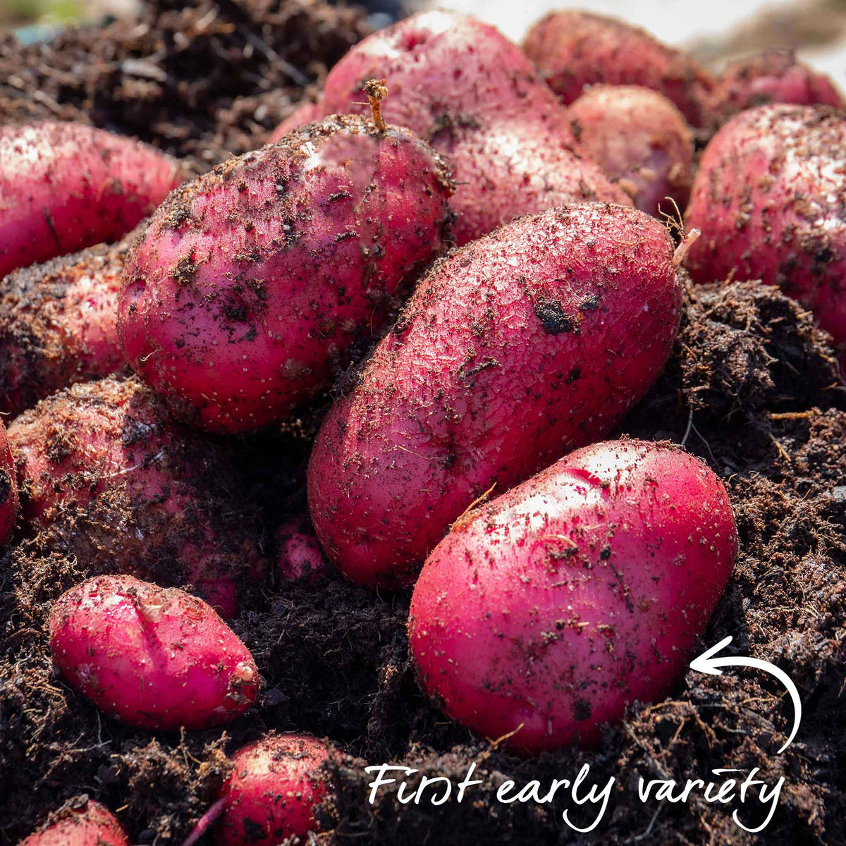 Seed Potato Small Plot Collection  (nicola, Red Duke Of York, King Edward) | Set of 1 | Multi