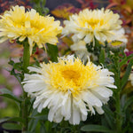 Leucanthemum 'real Charmer' Frilly White Daisies 100 Cm Perennial | 1 x 9cm