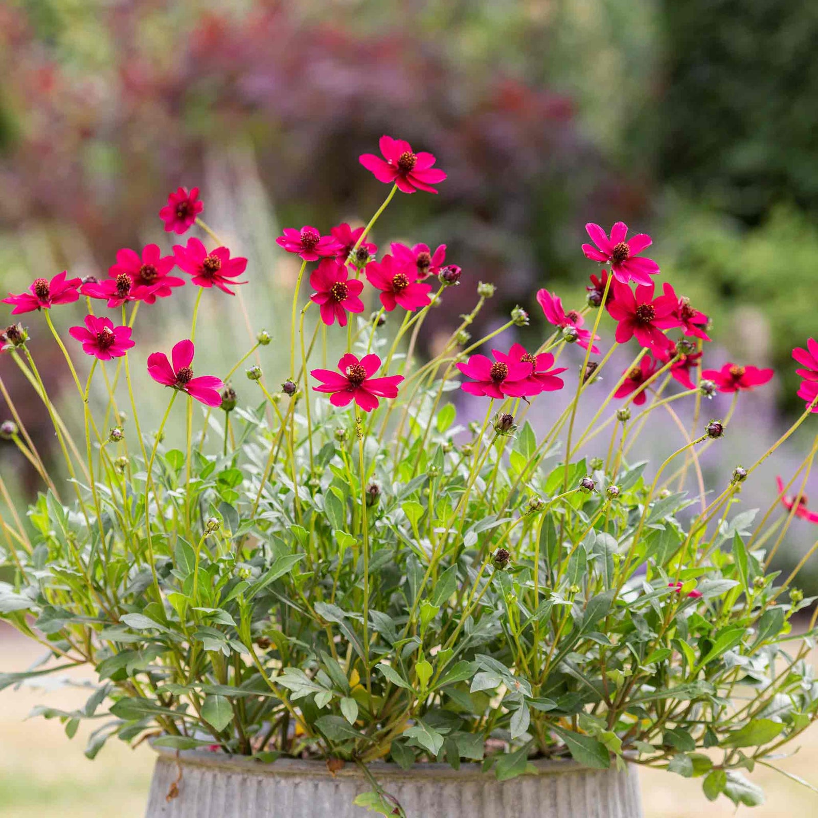 Cosmos 'cherry Chocolate' Compact Fragrant Perennial Plant | 2L