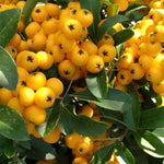 Pyracantha Yellow Soliel D'or Shrub 2-3ft Large Supplied In A 3 Litre Pot
