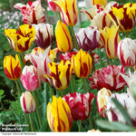 Thompson & Morgan Tulip Rembrant Mix - 32 Bulbs