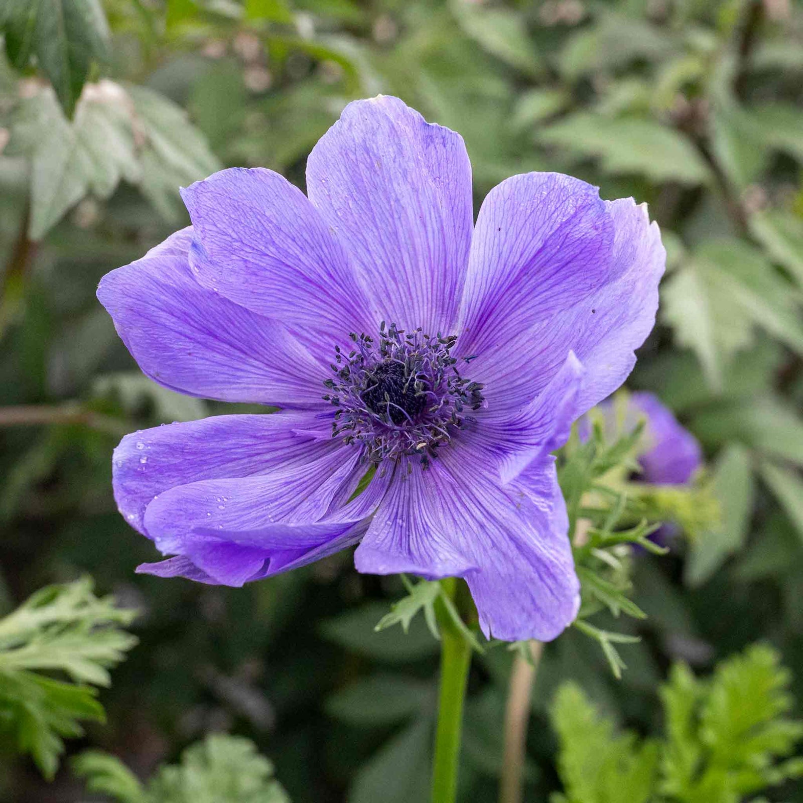 Anemone Bulb Coronaria De Caen Mix, 10 Corms | 10 x Bulbs | Multi