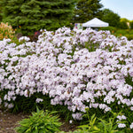 Phlox 'pink A Dot' Compact Perennial For Borders And Containers | 3 x Plug Plants | Multi Colour