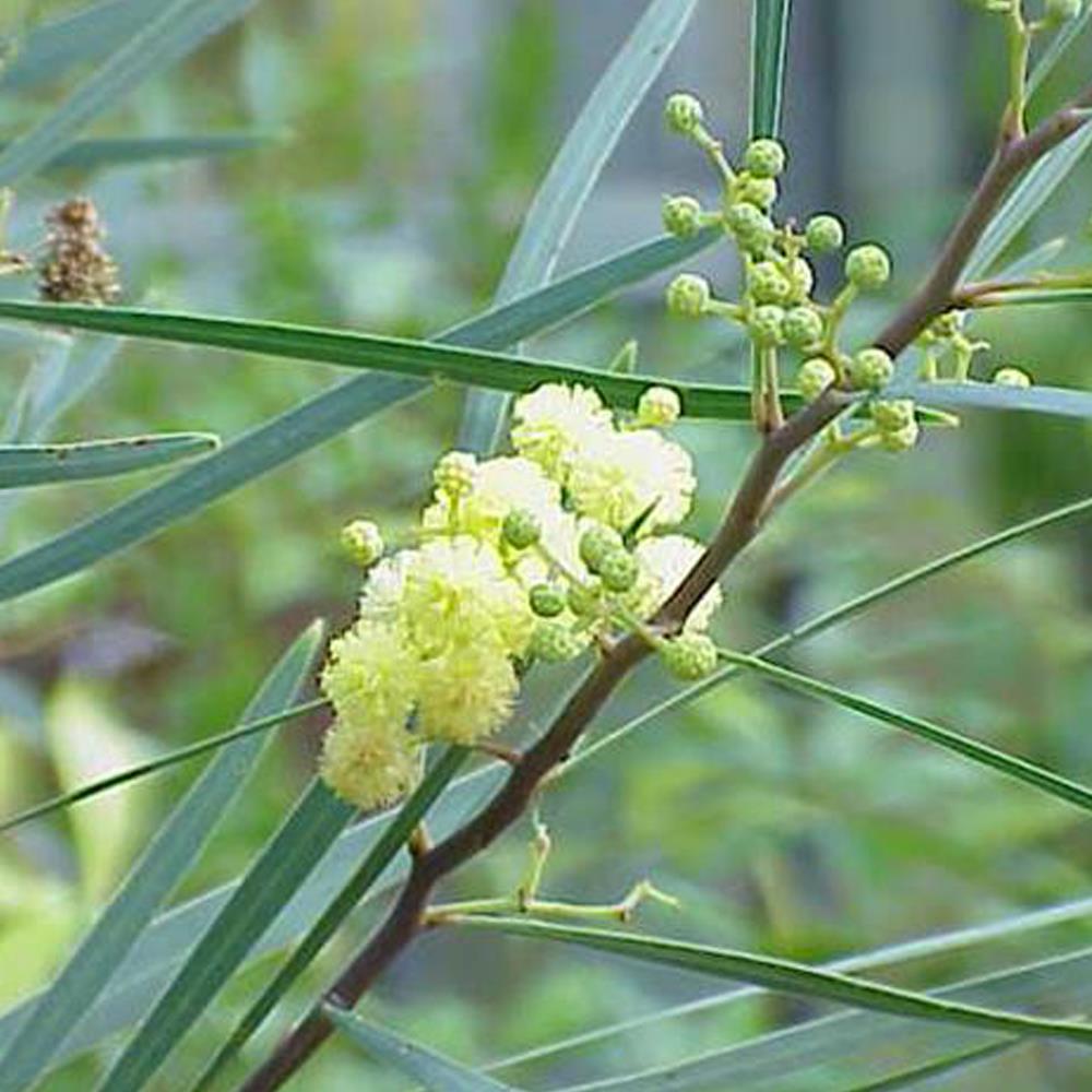 Acacia Retinodes Yellow Swamp Wattle Tree Plant 3-4ft Tall Supplied In A 3 Litre Pot
