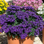 Heliotrope 'honey Blue' - Compact Fragrant Container Plug Plants | 12 x Plug Plants | Purple
