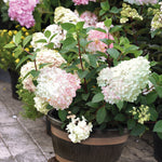Hydrangea Vanille Fraise 8cm | 1 x 8cm