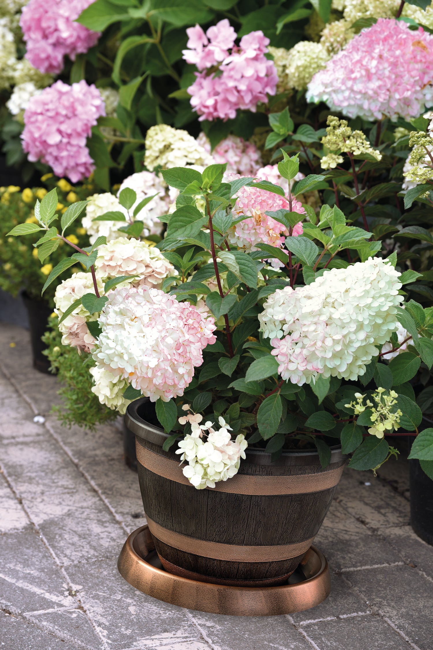 Hydrangea Vanille Fraise 8cm | 1 x 8cm