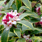 Daphne Odora Aureomarginata - 1L Pot | Set-of-1 | Pink