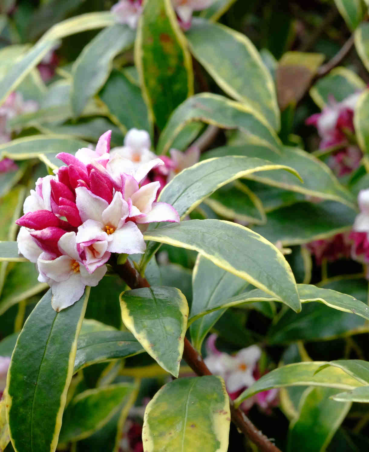 Daphne Odora Aureomarginata - 1L Pot | Set-of-1 | Pink