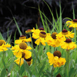Helenium 'wesergold' - Plug Plants | 3 x Plug Plants | Yellow