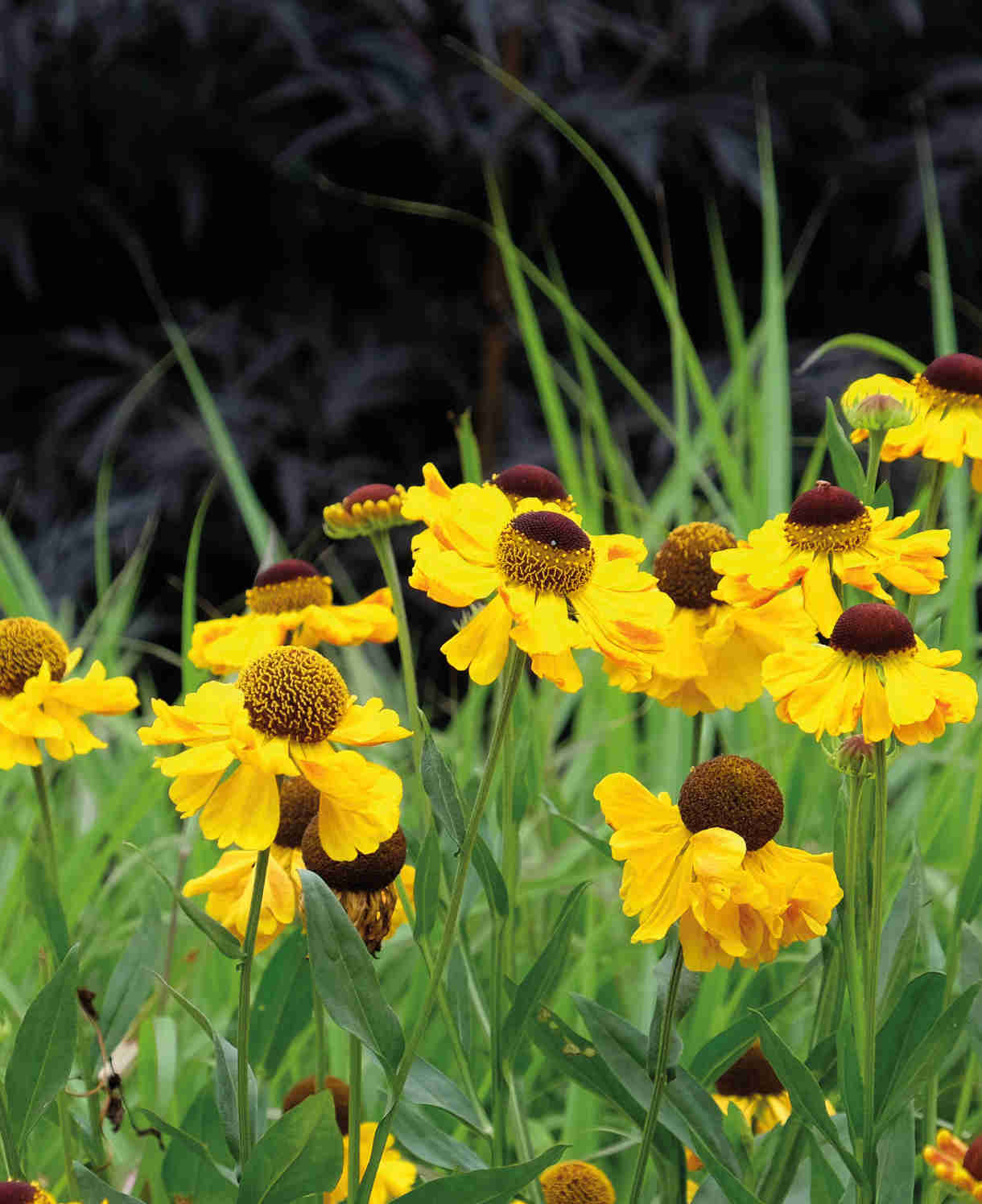 Helenium 'wesergold' - Plug Plants | 3 x Plug Plants | Yellow