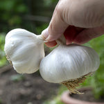 Garlic Cloves 'mersley Wight' Softneck Approx 20 Cloves | Set of 2 | Multi