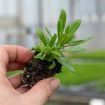 Calibrachoa 'double' Collection | 12 x Plug Plants | Multi