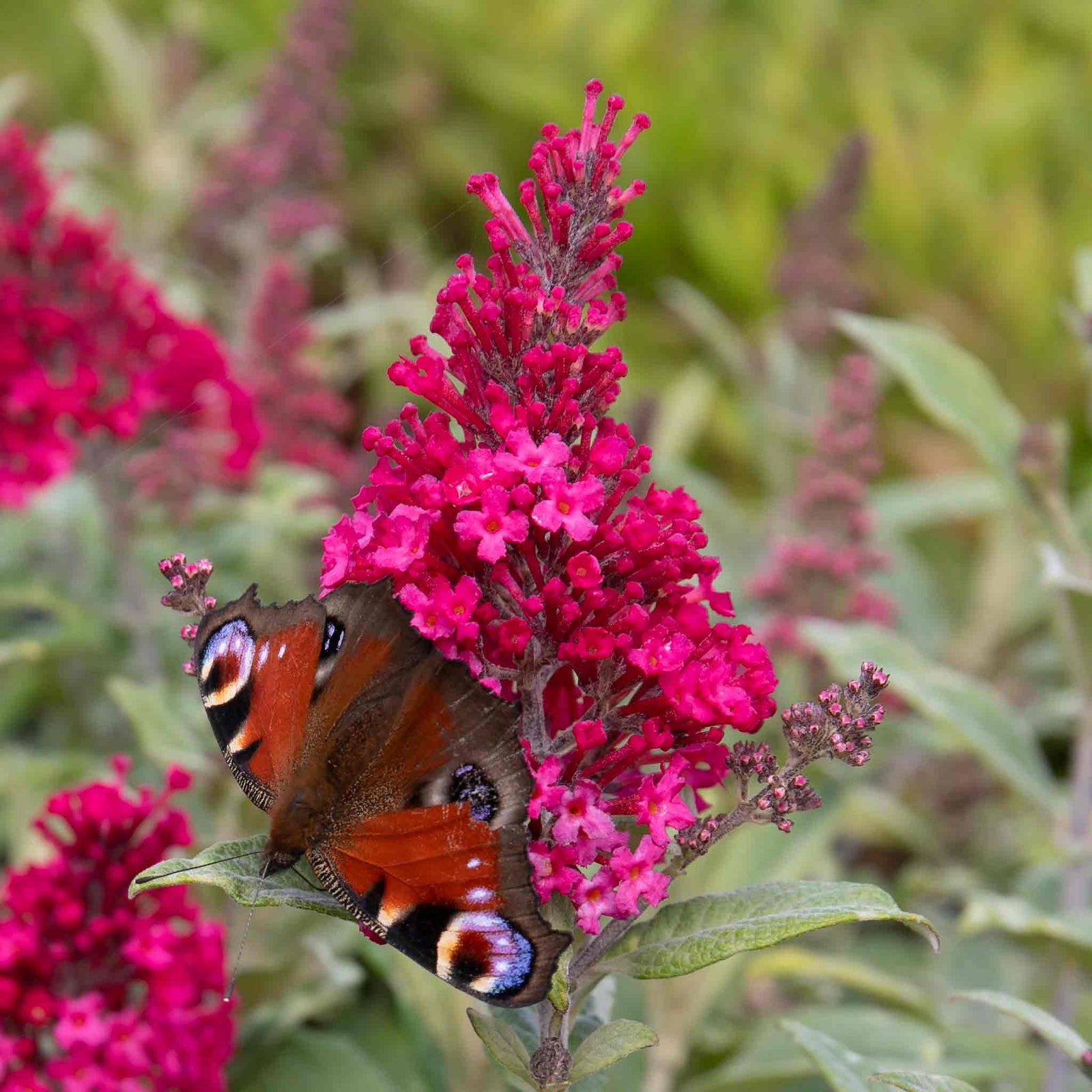 Buddleja 'butterfly Candy Little Ruby' Dwarf Butterfly Bush | 1 x 9cm | Pink