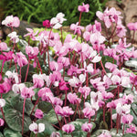 Cyclamen Coum | 5 x Bulbs | Red & White